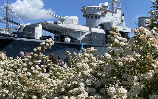 ORP Błyskawica. Na pierwszym planie kwitnące na biało krzewy, za nimi okręt.