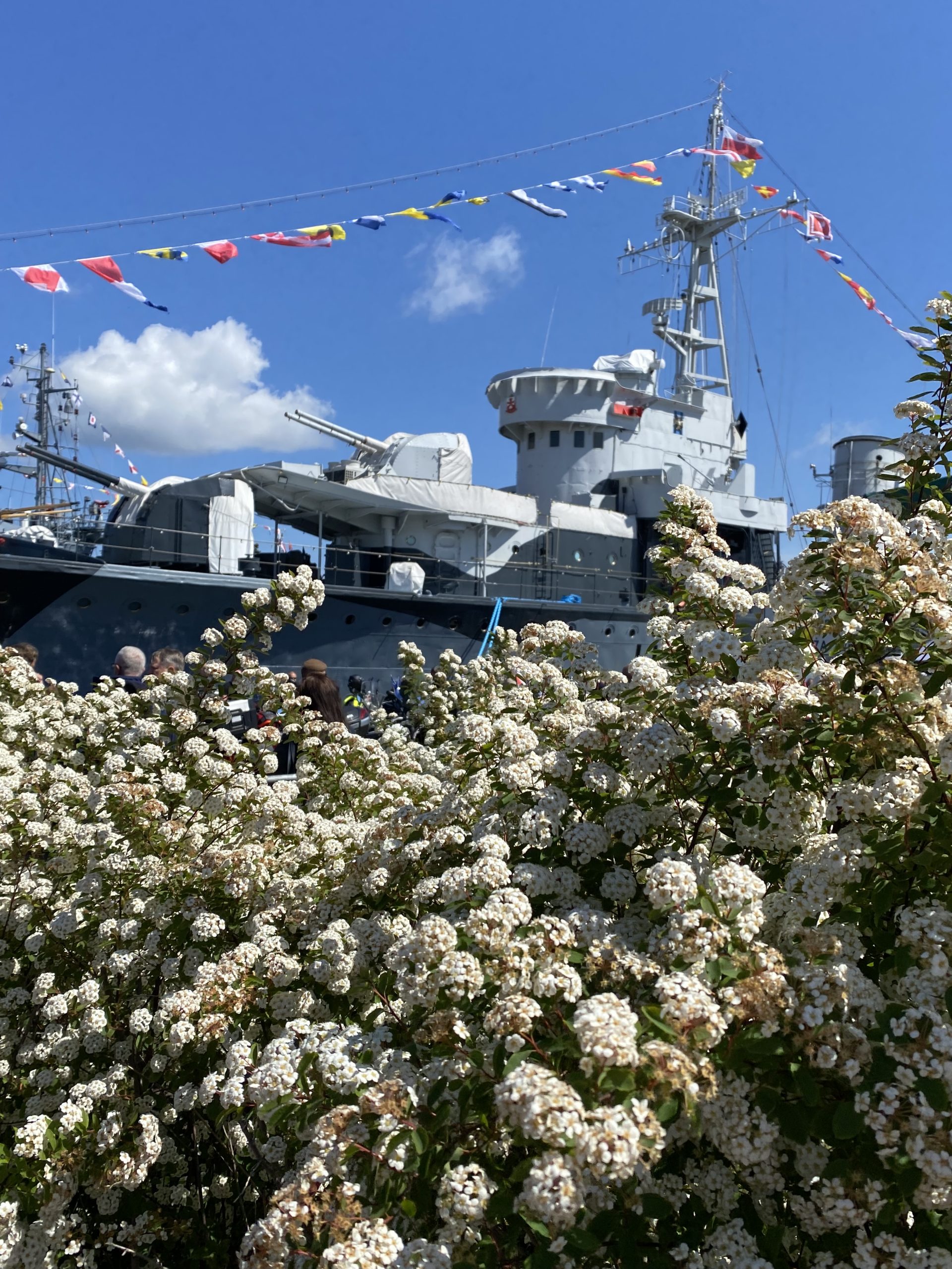 ORP Błyskawica. Na pierwszym planie kwitnące na biało krzewy, za nimi okręt.